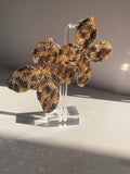 Leopard print floral crystal earrings with sparkling gold and black statement design